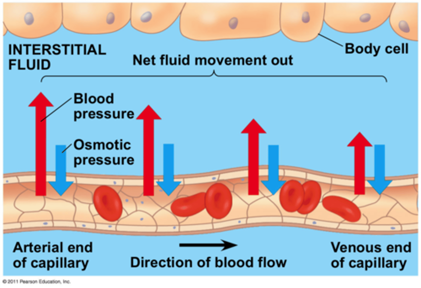 <p>Blood plasma that has moved out of blood capillaries to the surrounding tissue cells</p>