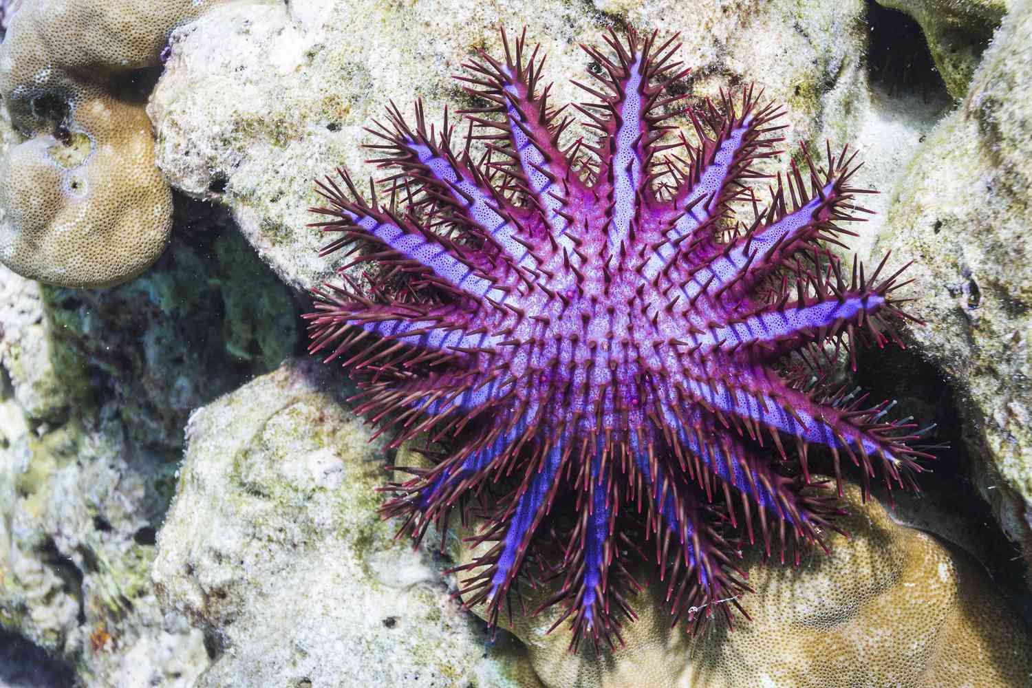 <p>-Acanthaster outbreak destroy coral reefs, eat all coral<br>- Eaten area turns white and whiter<br>- Outbreaks occur on high islands or coast margin, few years after heavy rain</p>