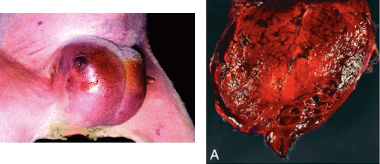 <p>What is this an image of?</p>