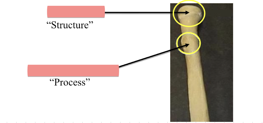 <p>Name the structure </p>