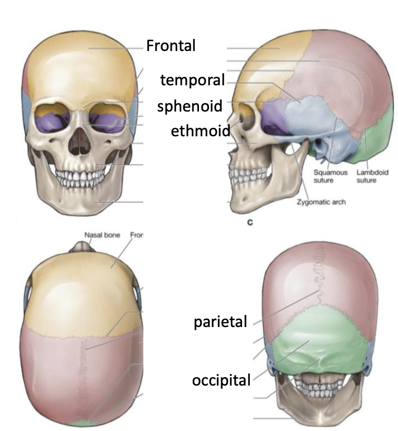 <p>Frontal, temporal, occipital, parietal, sphenoid, and ethmoid</p>