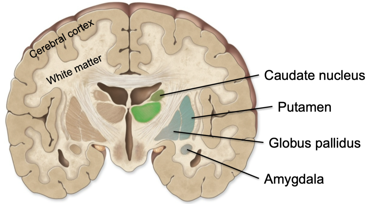 
1. AKA deep gray matter
2. AKA basal nuclei/ganglia
3. Paired masses
4. Involved in motor control
5. Start, stop and regulate the intensity of voluntary
   movements