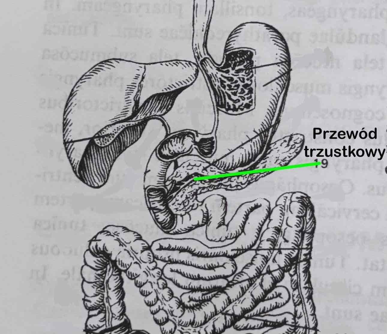 <p>Przewód trzustkowy</p>