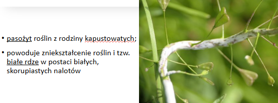 <p>Albugo candida</p><p>Gr.: OOMYCOTA</p>