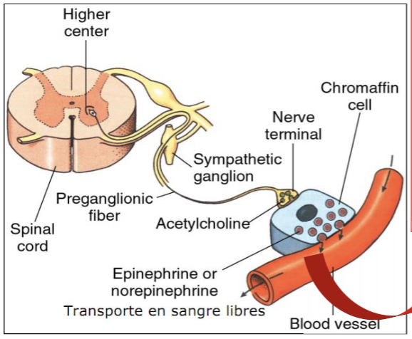 <p>Stressor activates SNS</p><p>ACh from preganglionic fibers causes depolarization of chromaffin cells </p><p>Depolarization opens voltage-gated calcium channels, Ca2+ rushes in</p><p>This triggers exocytosis of hormone-containing granules </p>