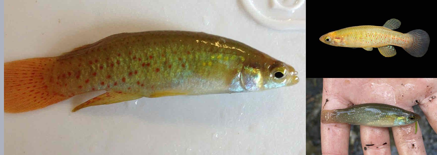 <p></p><ul><li><p>Golden with red dots</p></li><li><p>Fins also towards rear of the body</p></li><li><p>Mouth in middle of the face</p></li></ul><p></p>