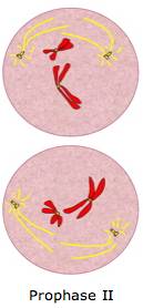 <p><span>The duplicated chromosomes and spindle fibers reappear in each new cell. (haploid)</span></p>