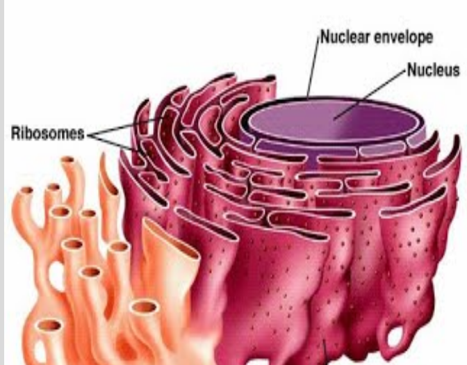 <p>What is the structure on the left?</p>