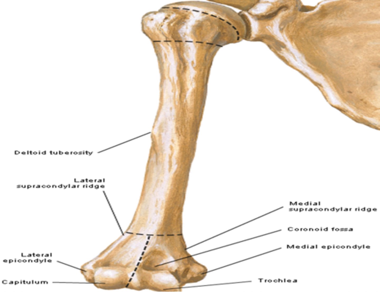 <p>medial epicondyle (golfer's elbow)</p>