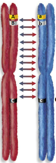 <p>Which gametes are common and which are rare during crossing over?</p>