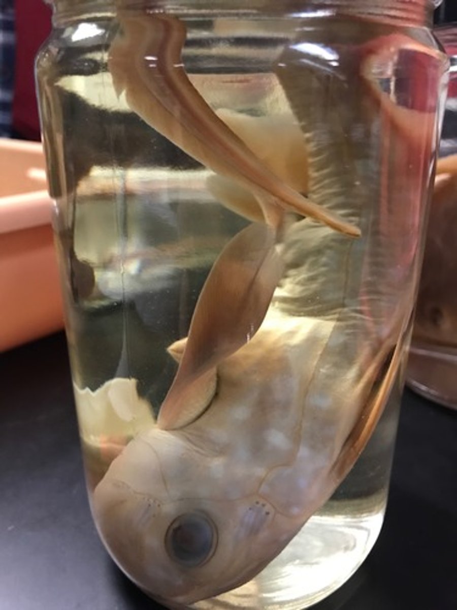 <p>Spotted Ratfish</p>