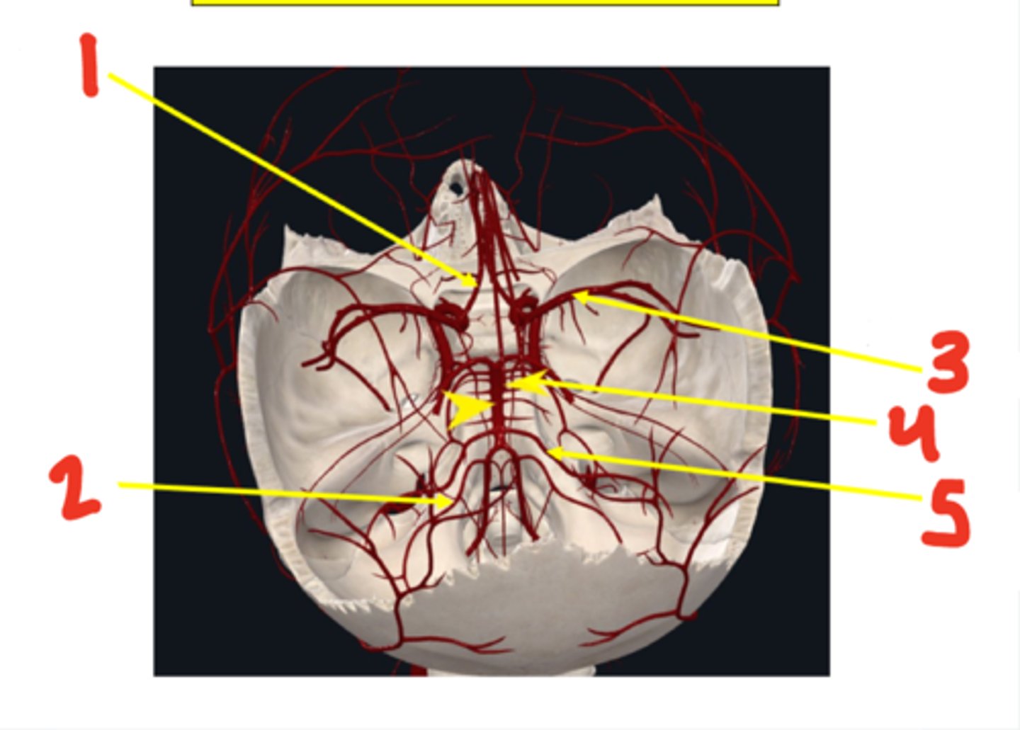 <p>Identify these structures</p>