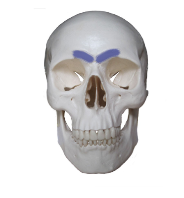 <p>Which frontal bone marking is this? (2)</p>