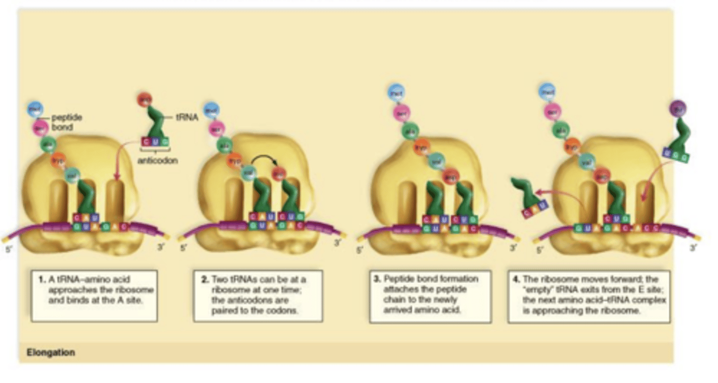 <p>The second tRNA approaches the A site and then replaces the initiator tRNA on the P site and a peptide bond forms between the amino acids and the spent initiator is moved to the E site and exits.</p>