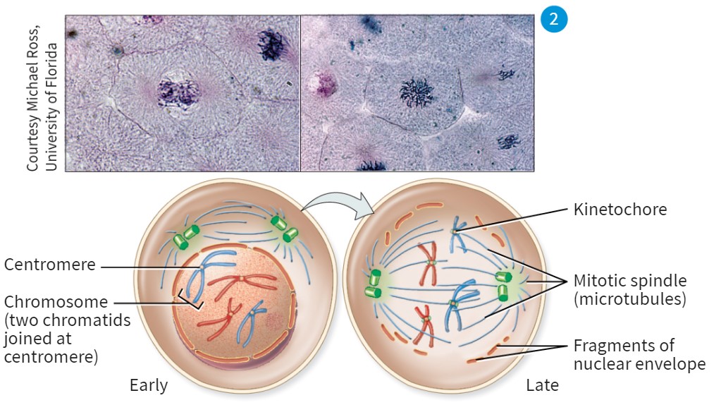 <p>-DNA forms into chromosomes, and the DNA envelope will break down</p><p>-Nucleus appearance will look like dark random lines in the center of cell </p>