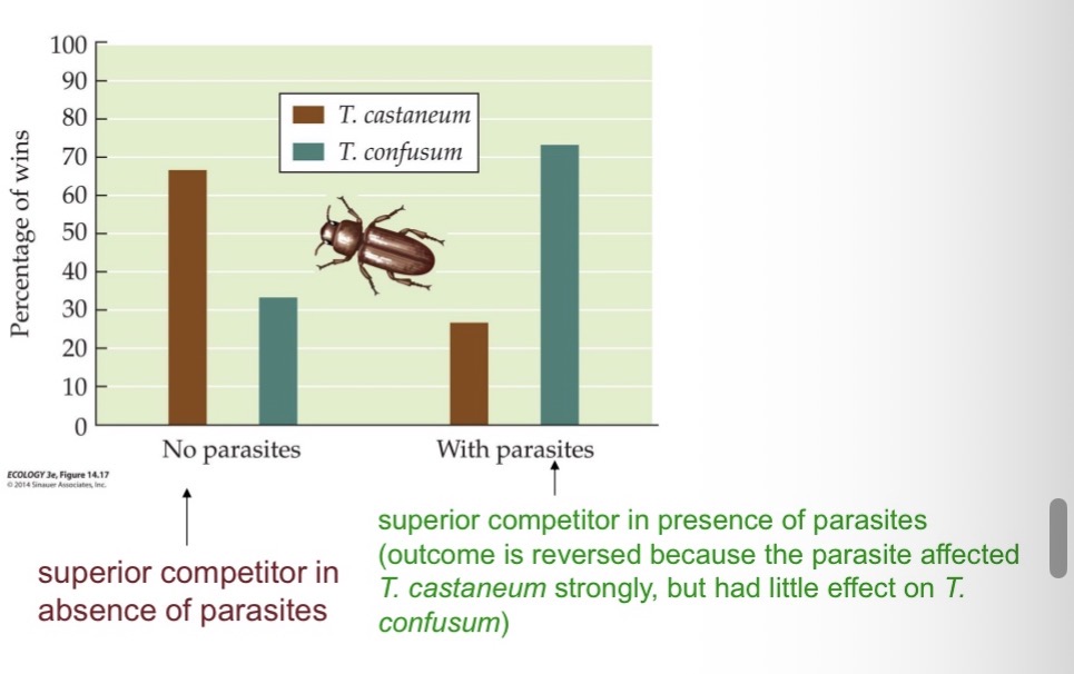 <ul><li><p>A protozoan parasite can reverse the outcome of competitive interactions in two species of flour beetles.</p></li><li><p>When the parasite was absent, Tribolium Castaneum typically outcompeted T. Confusum; with the parasite present, the outcome was typically reversed</p></li></ul><p></p>