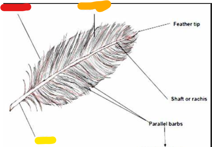 <p>What is the yellow?</p>