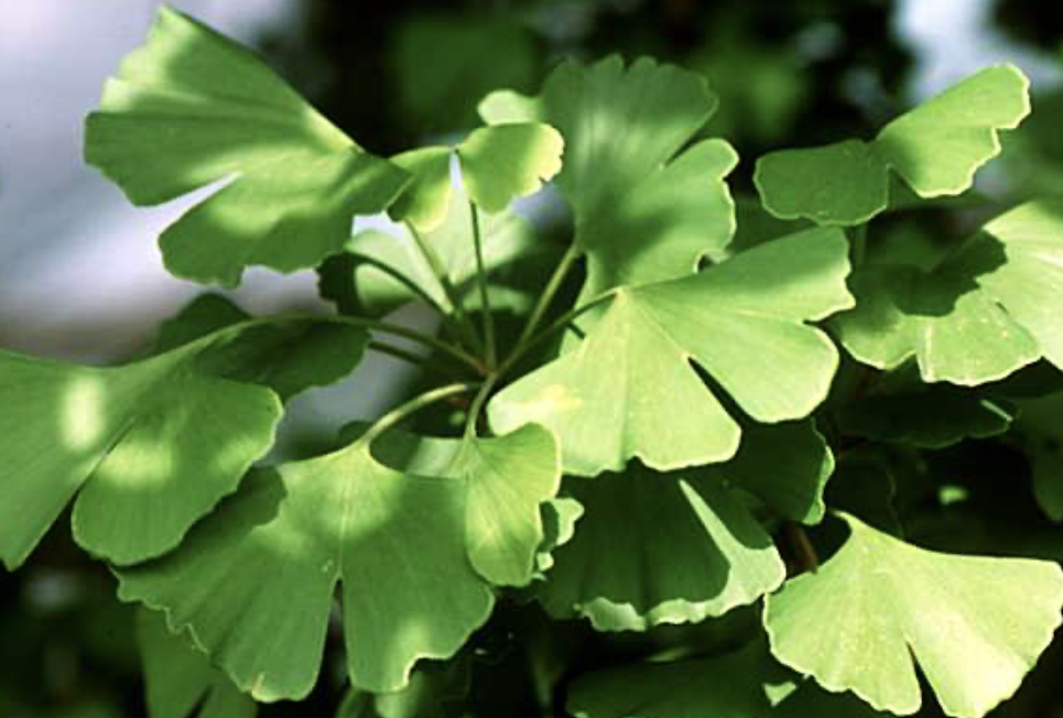 <ul><li><p>vascular tissue </p></li><li><p>megaphylls </p></li><li><p>reproduce w/ seeds </p></li><li><p>fan-shaped leaves </p></li><li><p>separate male and female trees </p></li></ul><p></p>