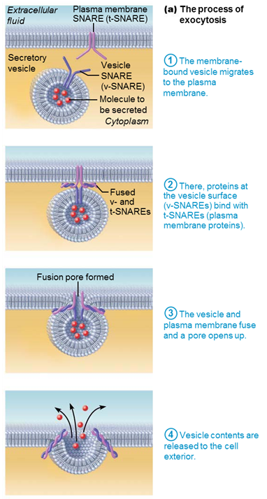 <p>transport out of cell where materials enclosed in secretory vesicle are ejected out (ex. hormones, neurotransmitters, mucus, wastes)</p><p>– <span>Protein on vesicle called v-SNARE finds and hooks up to target t-SNARE proteins on membrane</span></p><p><span>– Docking process triggers exocytosis</span></p>