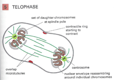 <p>Chromosomes keep moving towards the poles</p><p>Nuclear envelope reassembles around the sets of daughter chromosomes (/sister chromatids check this! says 2 different things in notes) at each pole - this completes the formation of the 2 nuclei.</p><p>The cleavage plane is specified &amp; the contractile ring begins contracting to divide the cytoplasm</p>
