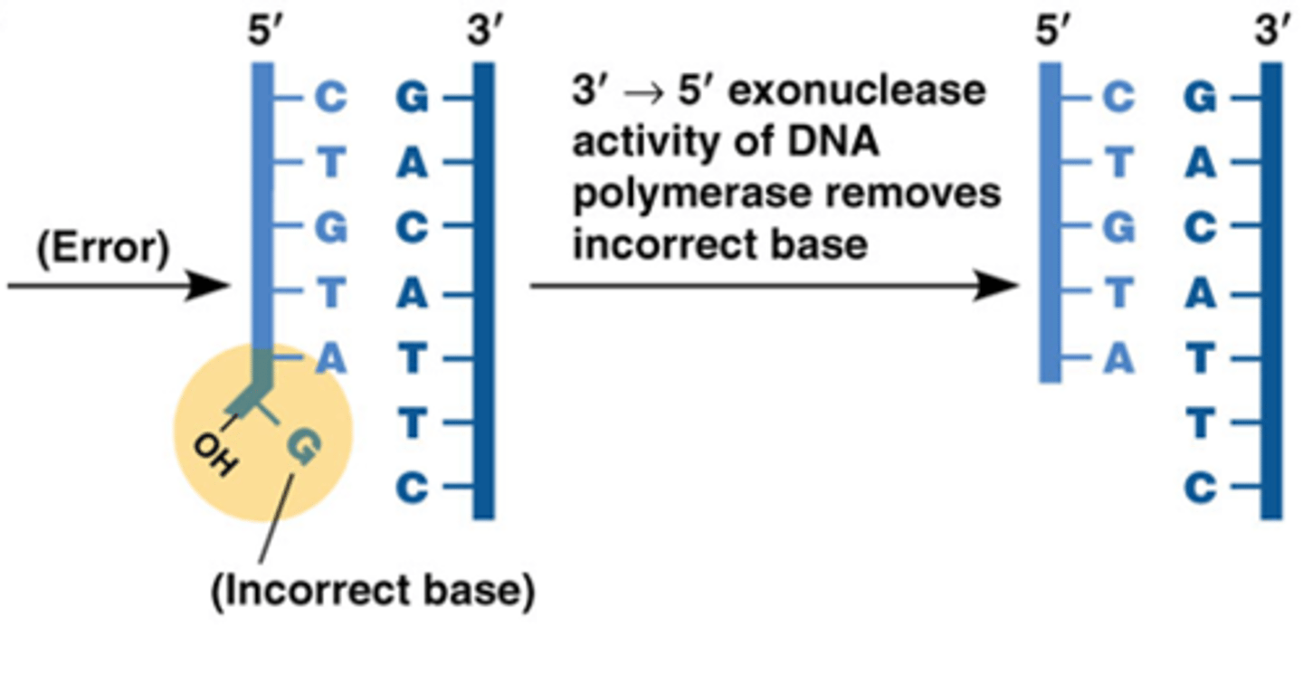 <p>1fout /100.000</p><p>-wordt verder gereduceerd tot ca. 1 fout /10.000.000 door proeflezing</p><p>proeflezing: 3' → 5' exonuclease werking van DNA polymerase: het verwijdert foute basen door de fosfodiester binding te breken</p>