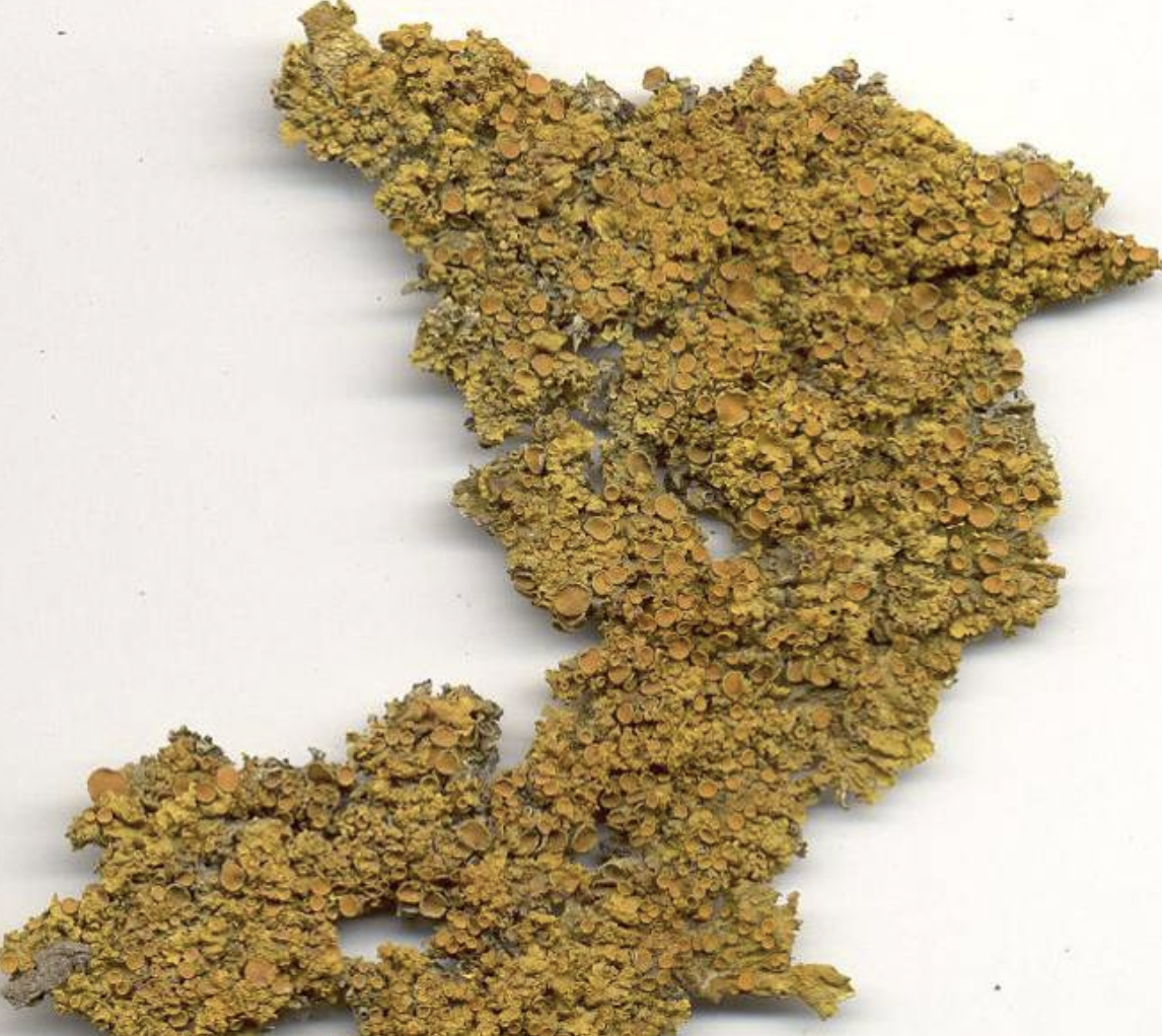 <p>Xanthoria parietina</p>