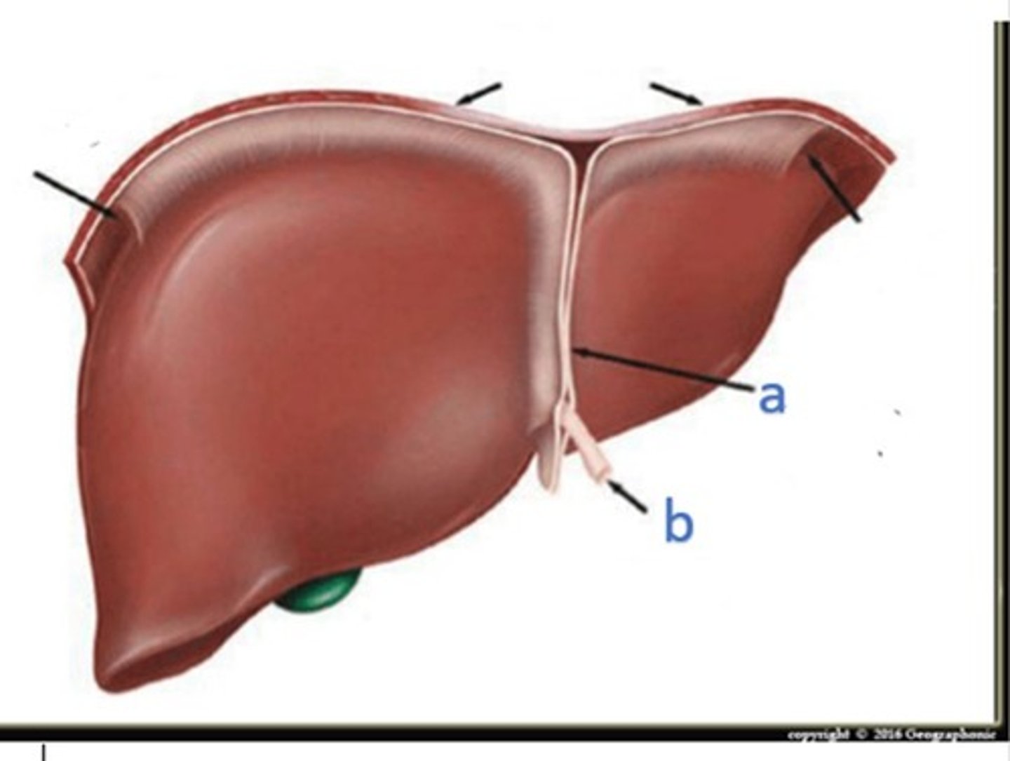 <p>what ligaments are represented by a and b?</p>