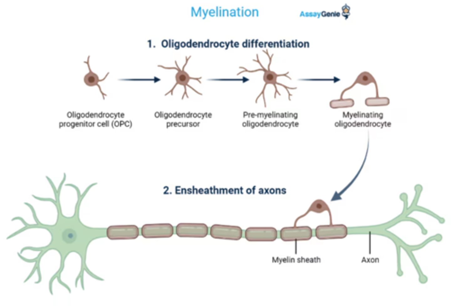 <p>CNS myelinators</p>