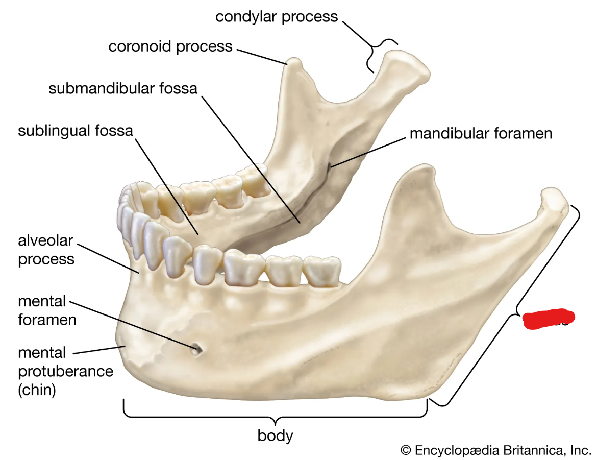 <p>What Facial Landmark is this?</p>