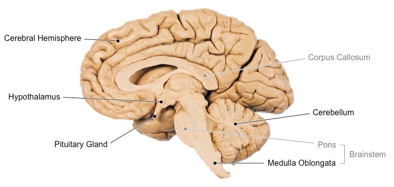 <ul><li><p><strong>Hypothalamus</strong></p></li><li><p><strong><span>Pituitary Gland</span></strong></p></li><li><p><strong><span>Corpus Callosum</span></strong></p></li></ul>