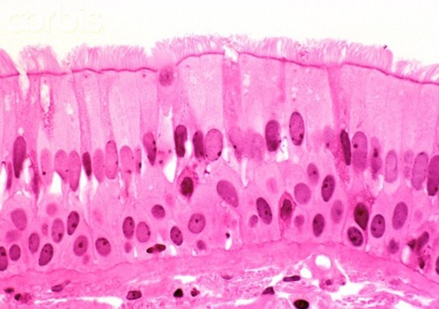 <p>What type of tissue is this?</p>