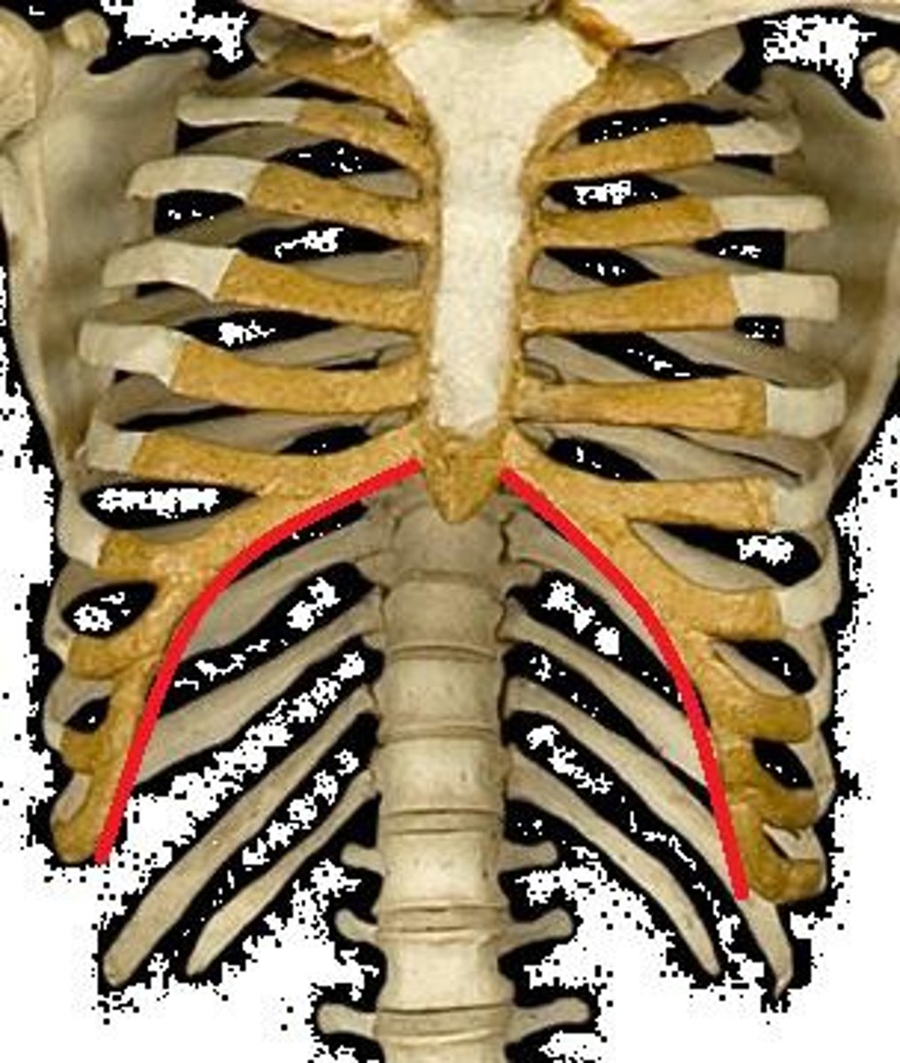 <p>lower border of rib margin formed by the medial edges of the 8th, 9th, and 10th ribs - creates the costal angle</p>