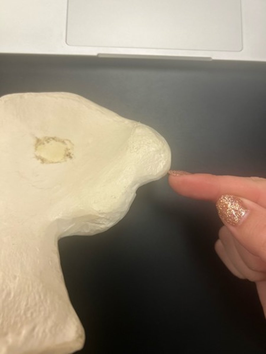 <p>name the bone</p>