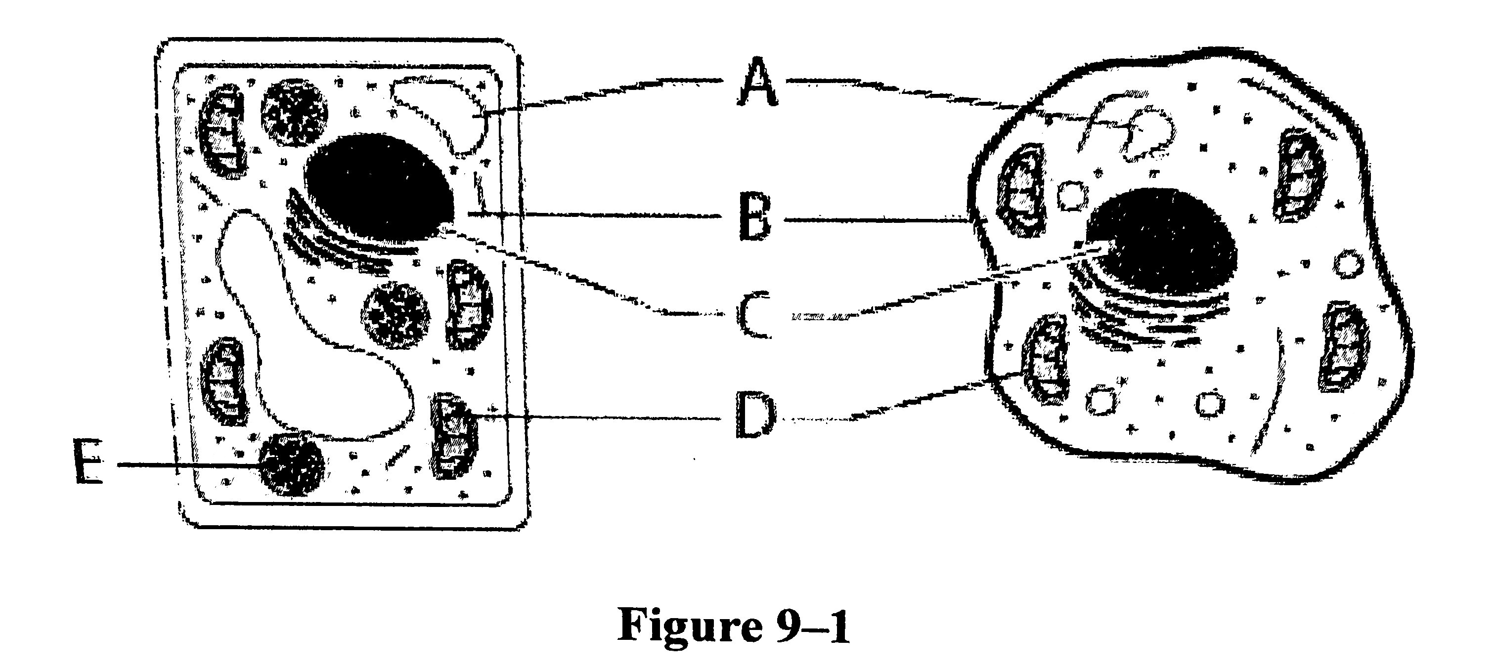 Using figure 9-1, which pairing matches the structures shown in the cell diagrams with the processes that take place within those structures?