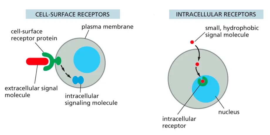 <ul><li><p><strong><em>Receptors</em></strong> can be cell surface ones or intracellular receptors.</p><ul><li><p><strong><em>The intracellular receptors</em></strong>, are found in the cytosol of the cell and recognise hydrophobic and smaller molecules which are able to pass through the membrane.</p></li><li><p><strong><em>Cell surface receptors</em></strong> help large and hydrophillic molecules get targeted and recognised in order for the intracellular events to take place.</p></li></ul></li></ul><p></p>
