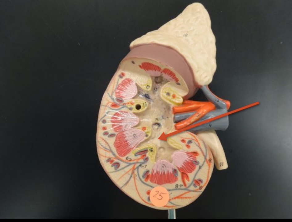 <p>Name the structure</p>