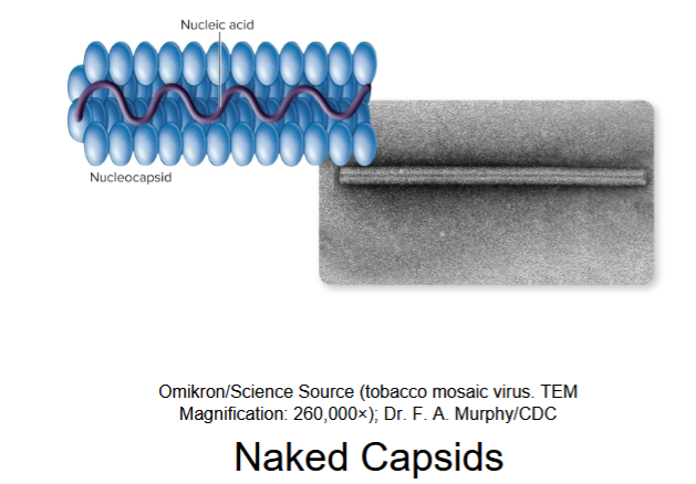 <p>naked (from helical capsid structure)</p>