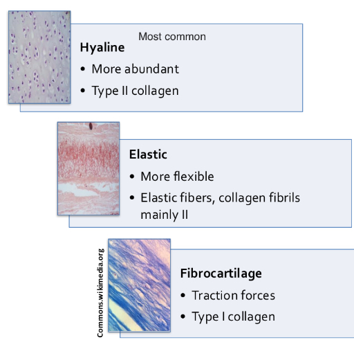 <p>-Hyaline, elastic, and fibrocartilage</p>