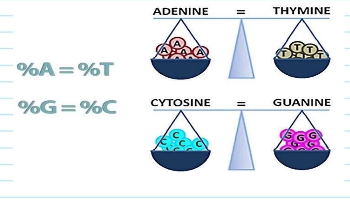 <p>Chargaff's rule</p>