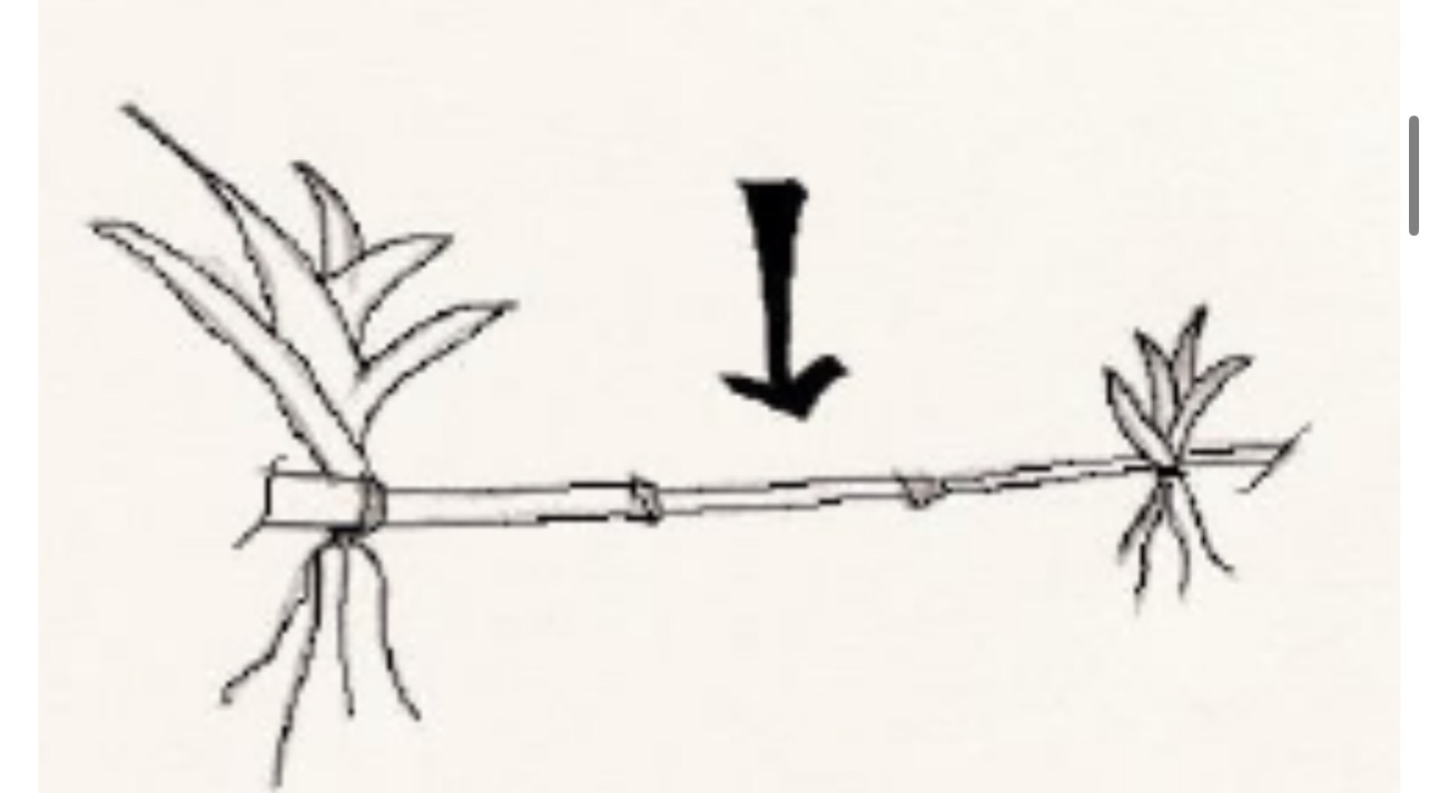 <p>Type of Underground Stem Modification</p>