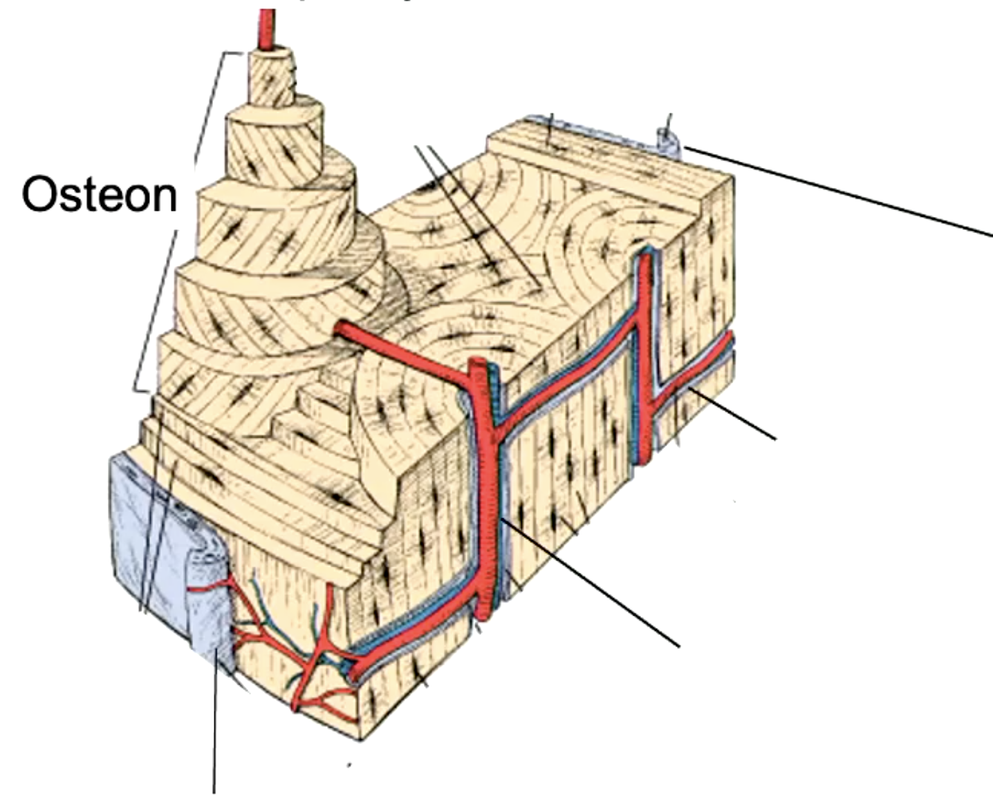<p>label the parts of the compact bone</p>
