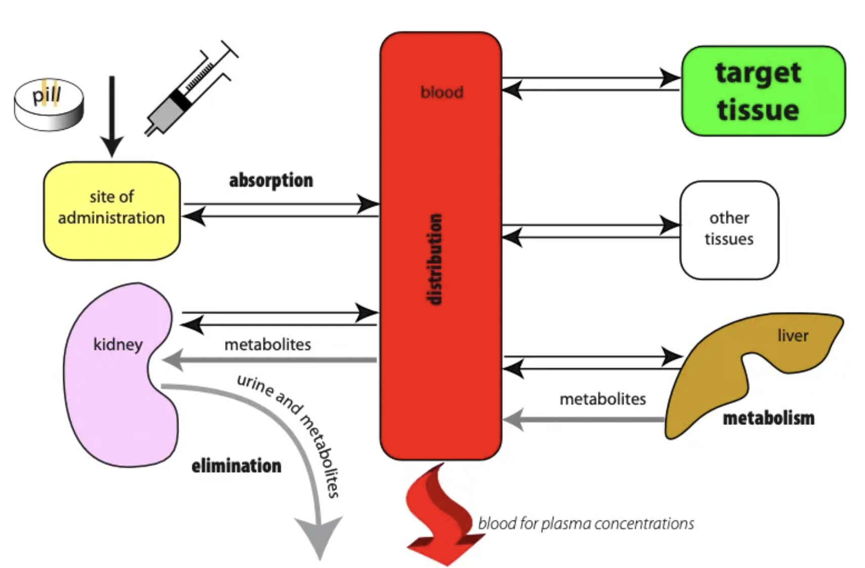 <ol><li><p>Absorption = Movement of drug into circulation</p></li><li><p>Distribution = Movement of drug from circulation to tissues</p></li><li><p>Metabolism = Body response to drug is to remove it by converting it to a water-soluble metabolite which is NOT toxic </p></li><li><p>Excretion = Elimination of water-soluble metabolite via faeces, urine, milk, sweat</p></li></ol><p></p>