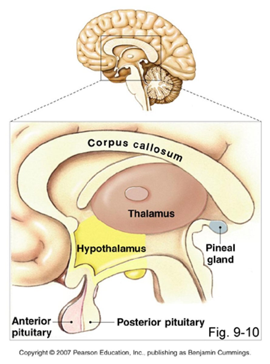 <p>1. Thalamus - serves as a sensory relay center</p><p>2. Hypothalamus - involved in the maintenance of homeostasis</p><p>3. Epithalamus (pineal gland) - secretes the hormone melatonin, involved in sleep-wake cycles.</p>