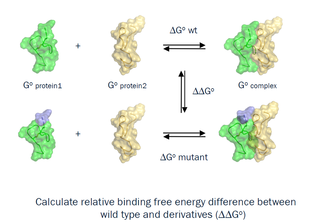 <ul><li><p>conformational changes<br>analyze physical process of the HIV-1 fusion peptide changes conformation when interacting with the host cell membrane</p></li><li><p>protein ligand binding<br>see how interactions evolve, how stable they are, how water and protein flexibility influence binding</p></li><li><p>protein folding</p><ul><li><p>only small proteins (µs)</p></li><li><p>why? correct foldingis essential for function of a protein, misfolding present many diseases</p></li></ul></li><li><p>binding free energy calculation</p></li></ul><p></p>