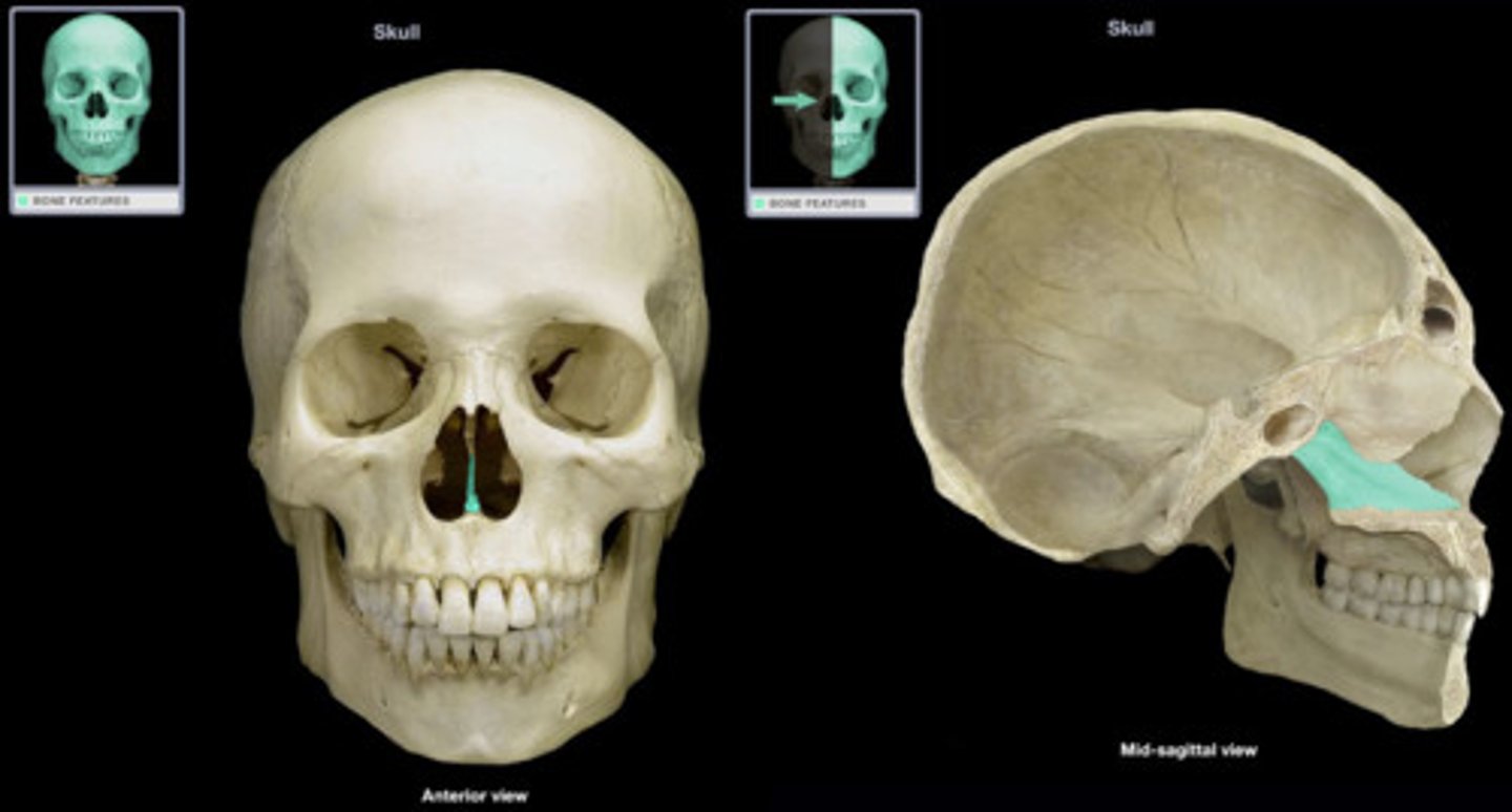 <p>Facial Bones</p>