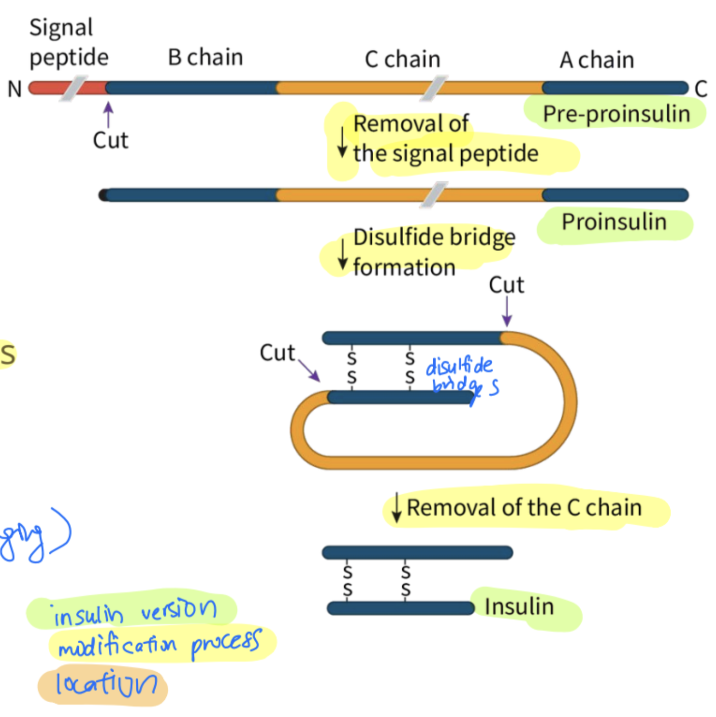 <ul><li><p>pre-insulin modified into insulin</p><ul><li><p>pre-insulin consists of: signal sequence, A chain, B chain and C-peptide</p><ul><li><p>signal sequence in preproinsulin is removed in the rER</p></li><li><p>proinsulin folds: the A chain and B chain of the preproinsulin are linked by disulphite bridges</p></li><li><p>converted into proinsulin</p></li><li><p>proinsulin is transported into the golgi complex where the c-peptide is removed</p></li><li><p>results in (mature) insulin which is then packaged into secretory vesicles</p></li></ul></li></ul></li></ul><p></p>