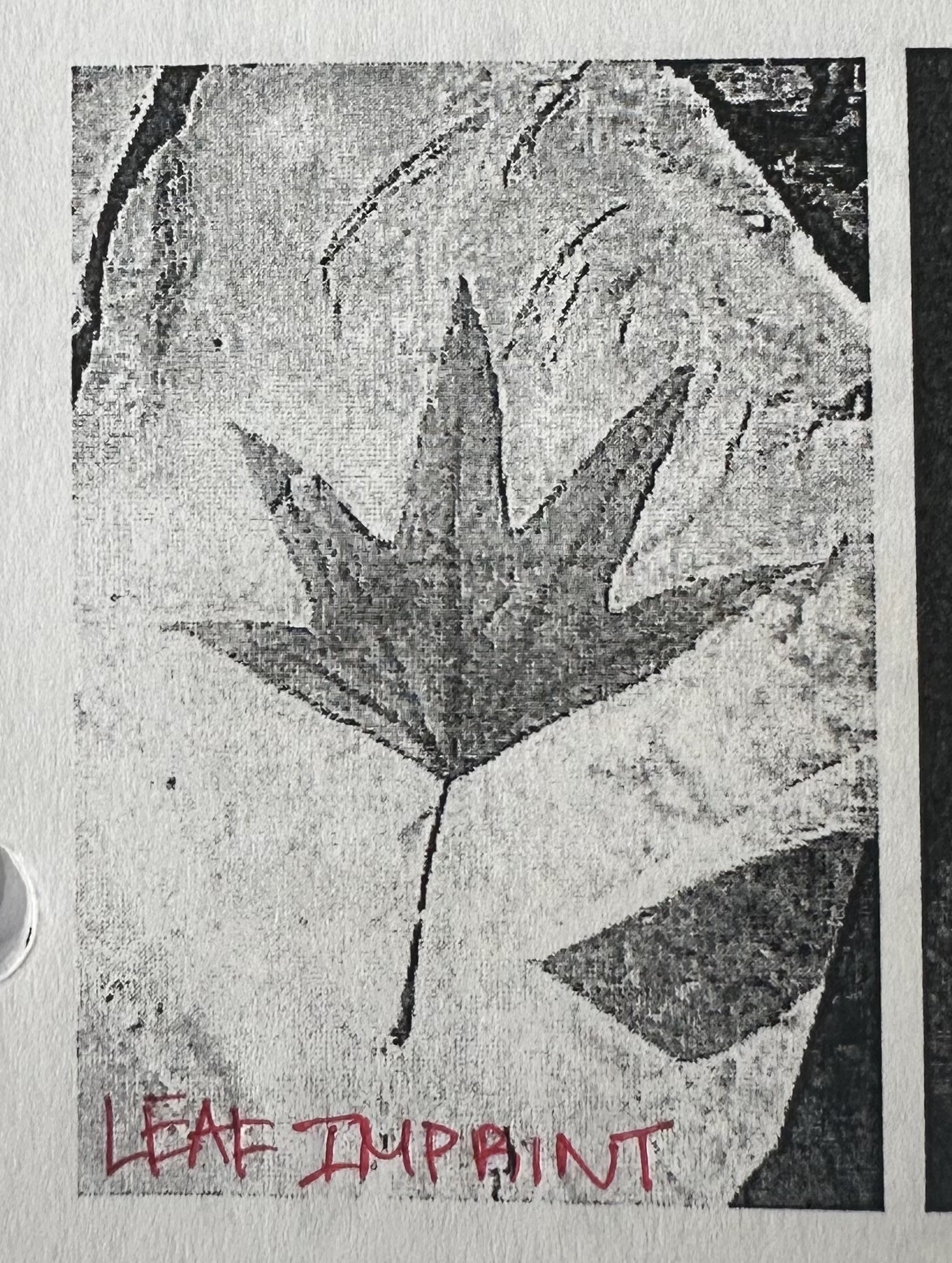 <p>Shallow, impressions in developing rock from soft body structures like feathers or leaves.</p>