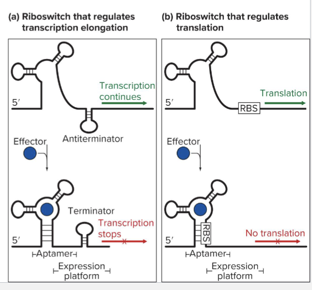 <ul><li><p>RNA leader with several conformations</p><ul><li><p>Binds small molecule through a short sequence called an aptamer</p></li><li><p>Conformation of the “expression platform” changes if aptamer is bound or unbound</p></li></ul></li><li><p>A riboswtich can regulate transcription or translation</p></li></ul><p></p>