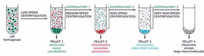 <p>What type of centrifuge?</p><ul><li><p>is a procedure in which the homogenate is subjected to repeated centrifugations each time increasing the centrifugal force</p></li><li><p>is used for the first steps in cell fractionation because it rapidly separates large membrane organelles from smaller one. It is based on differences in speed at which organelles sediment to the bottom of a centrifuge tube.</p></li></ul><p></p>