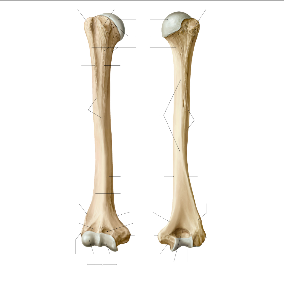 <p>What are the parts of the humerus. which side is anterior and which is posterior&nbsp;</p>